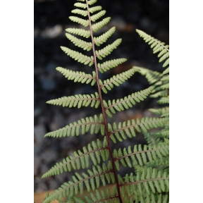 Athyrium x 'Ghost' - Ghost Lady Fern Broken Arrow Nursery