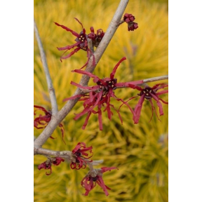 Hamamelis x intermedia, 'Athena' Witch Hazel – Cricket Hill Garden