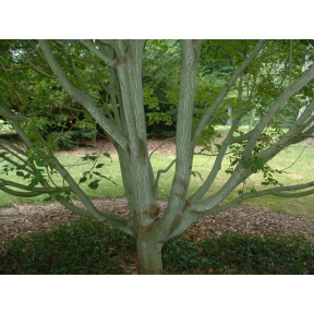 Acer davidii ssp. grosseri 'Dawes Emerald Tiger' - Dawes Emerald Tiger  Maple Broken Arrow Nursery