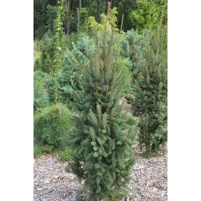 Picea Abies 'Cupressina' - Cupressina Norway Spruce Broken Arrow Nursery