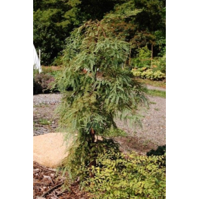 Metasequoia glyptostroboides 'Miss Grace' - Miss Grace Weeping Dawn ...