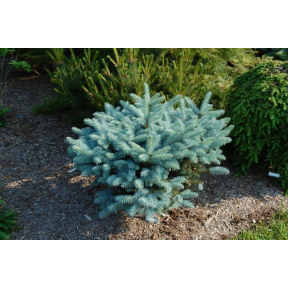 Colorado Blue Spruce, Picea pungens 'Glauca', Monrovia Plant