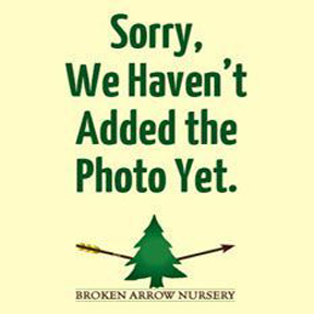 Stewartia pseudocamellia var. koreana 'Lindstrom's Weeping' - Lindstrom's Weeping Korean Stewartia