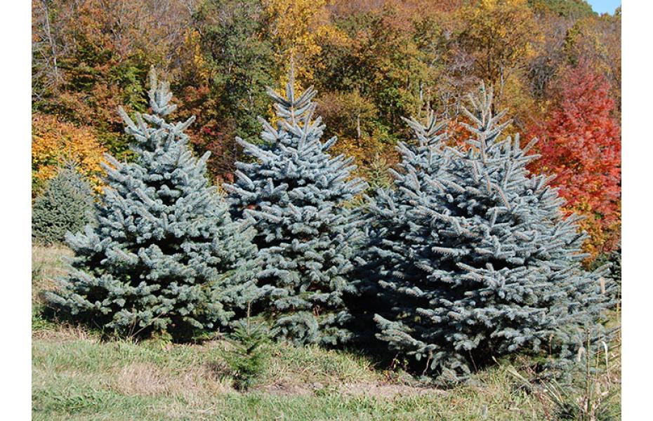 Colorado (Blue) Spruce: stiff,formal tree; decorates well; sharp needle; best retention of the spruces