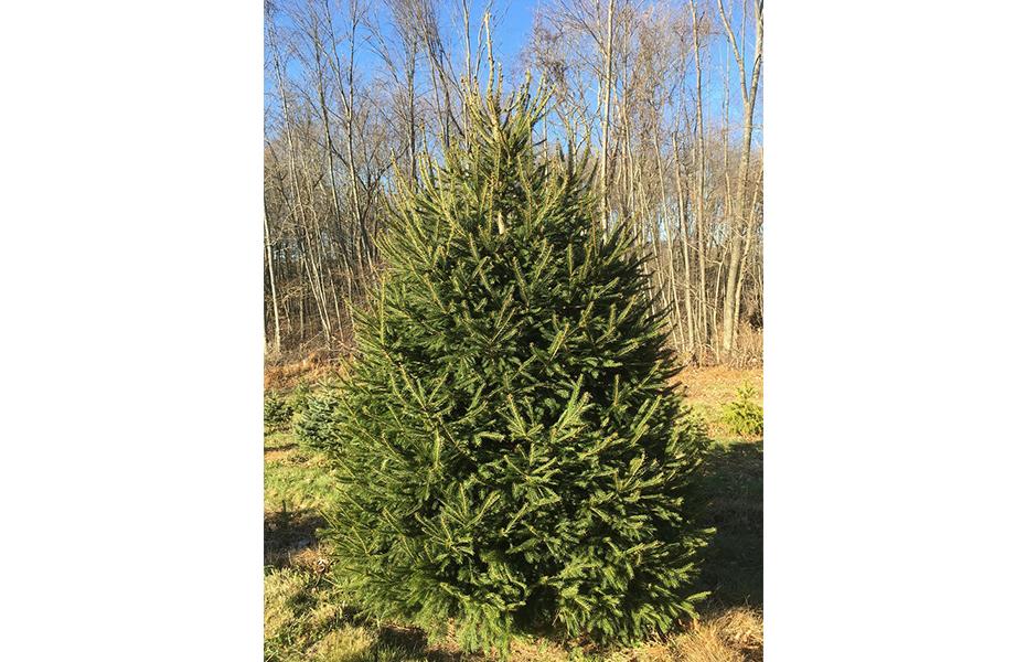 Norway and White Spruce: short needles, not as prickly as blue spruce; good retention