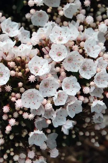 Shop At Our Nursery