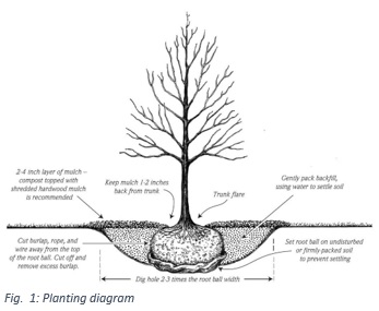 Planting Diagram