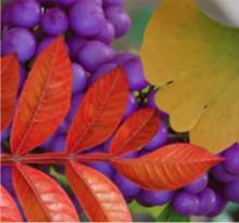 Shop Online (Mail Order)