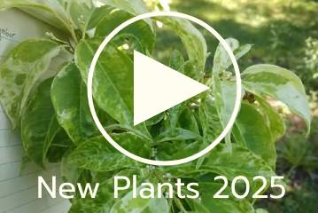plants for late summer video